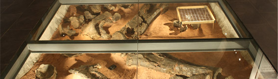 Museo paleontológico de Alpuente :: Mupal